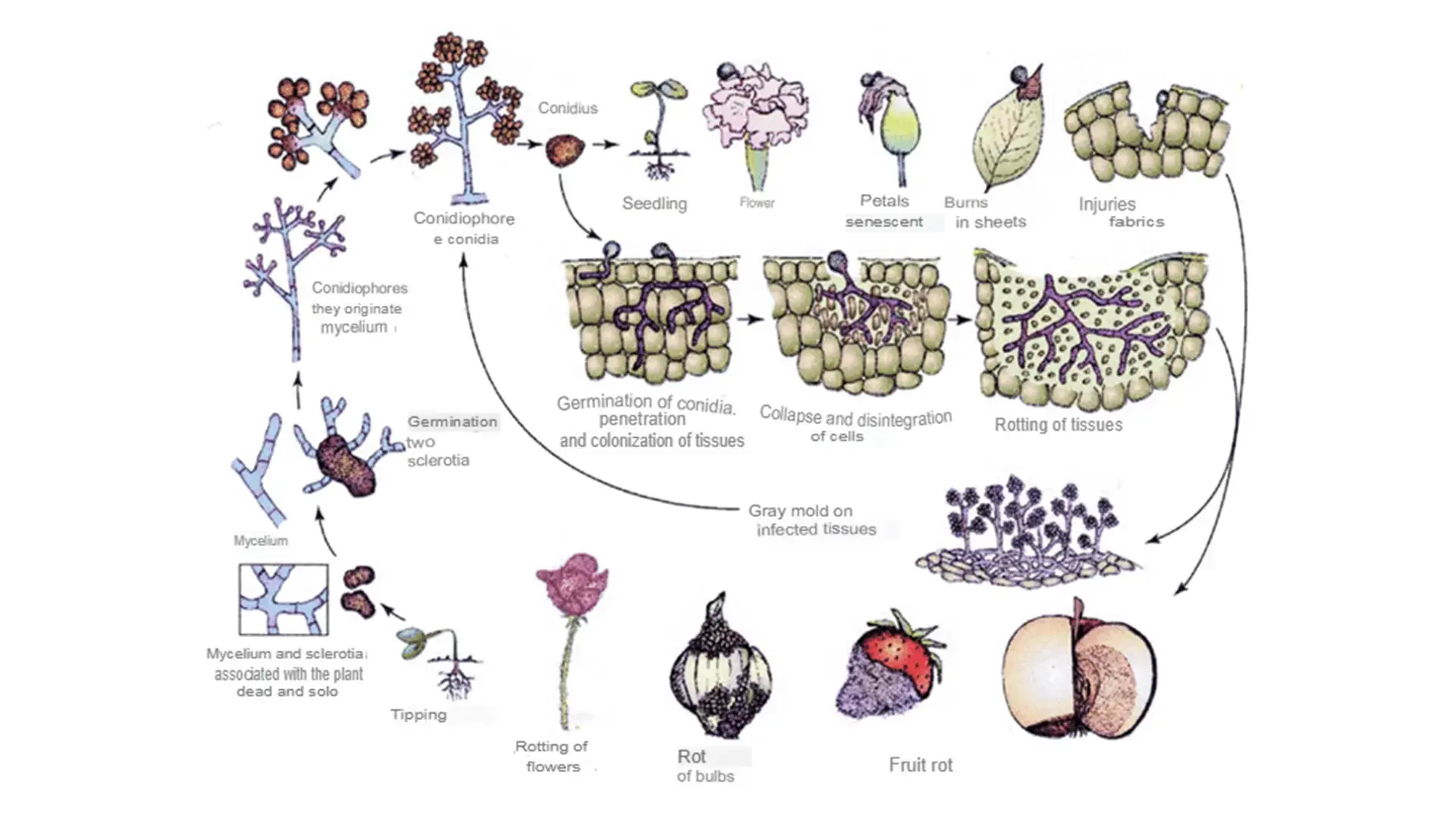 Presence of Botrytis cinerea pustules on rose petals